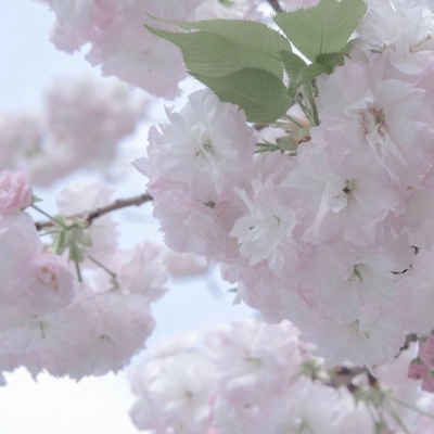 定日福瑞交流群